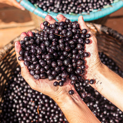 Craft Healthy Homemade Fruit Smoothies with Chia Seeds